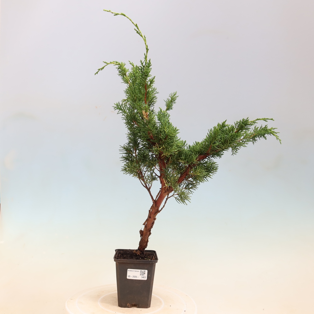 Bonsai für draußen - Juniperus chinensis Kishu