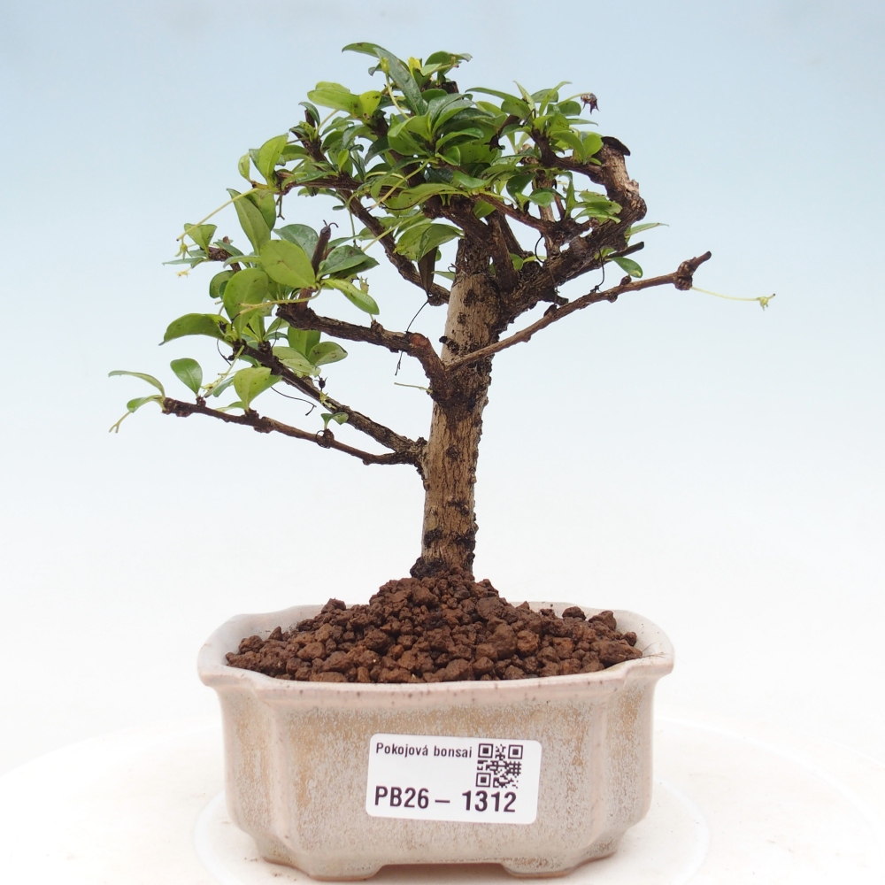 Zimmer-Bonsai - Carmona macrophylla - Tee-Fuki