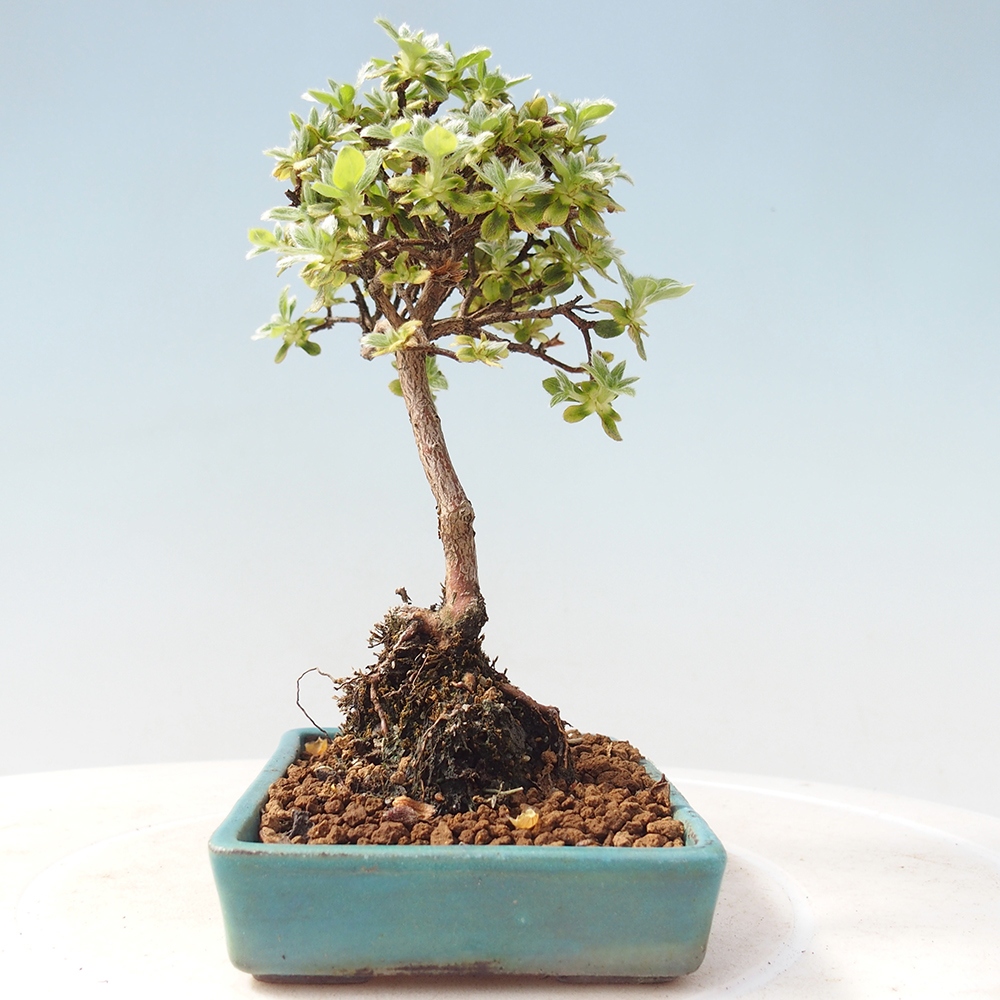 Outdoor-Bonsai - Rododendron indicum - Japanische Azalee