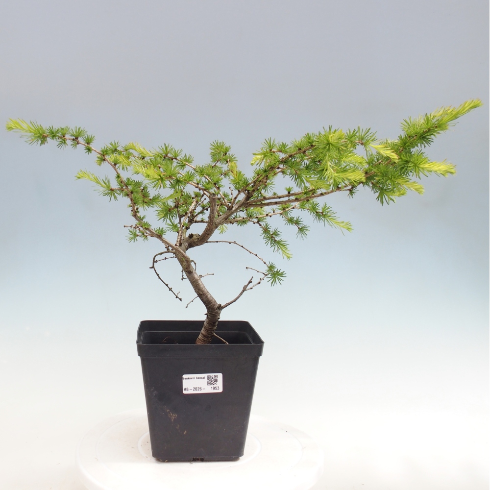 Bonsai für draußen -Larix decidua - Lärche