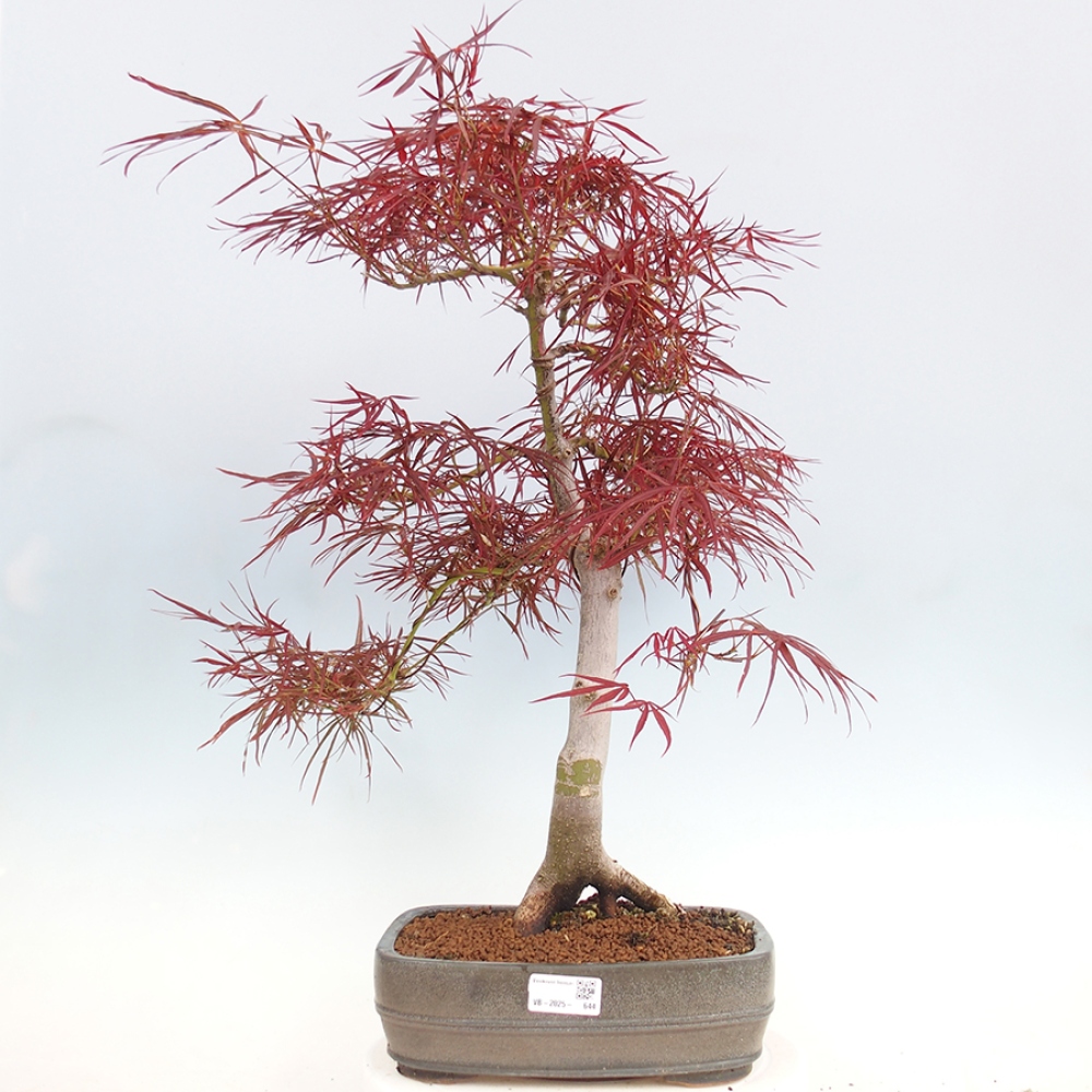 Bonsai im Freien - Acer palmatum RED PYGMY