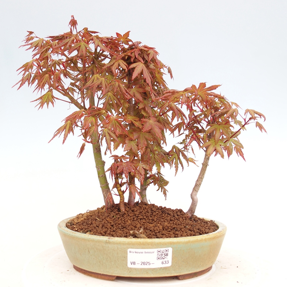 Bonsai im Freien - Acer palmatum - Auburn Ahorn