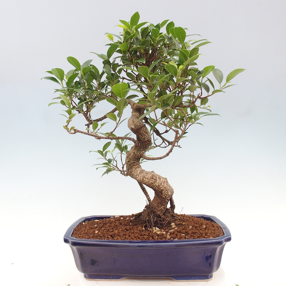 Zimmerbonsai - Ficus kimmen - kleinblättriger Ficus