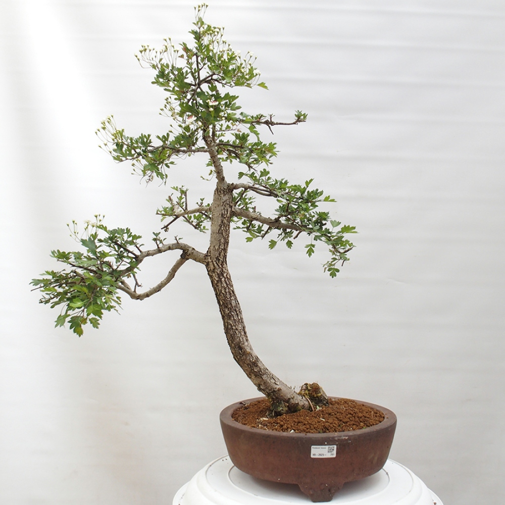 Bonsai im Freien - Weißdorn - Crataegus monogyna