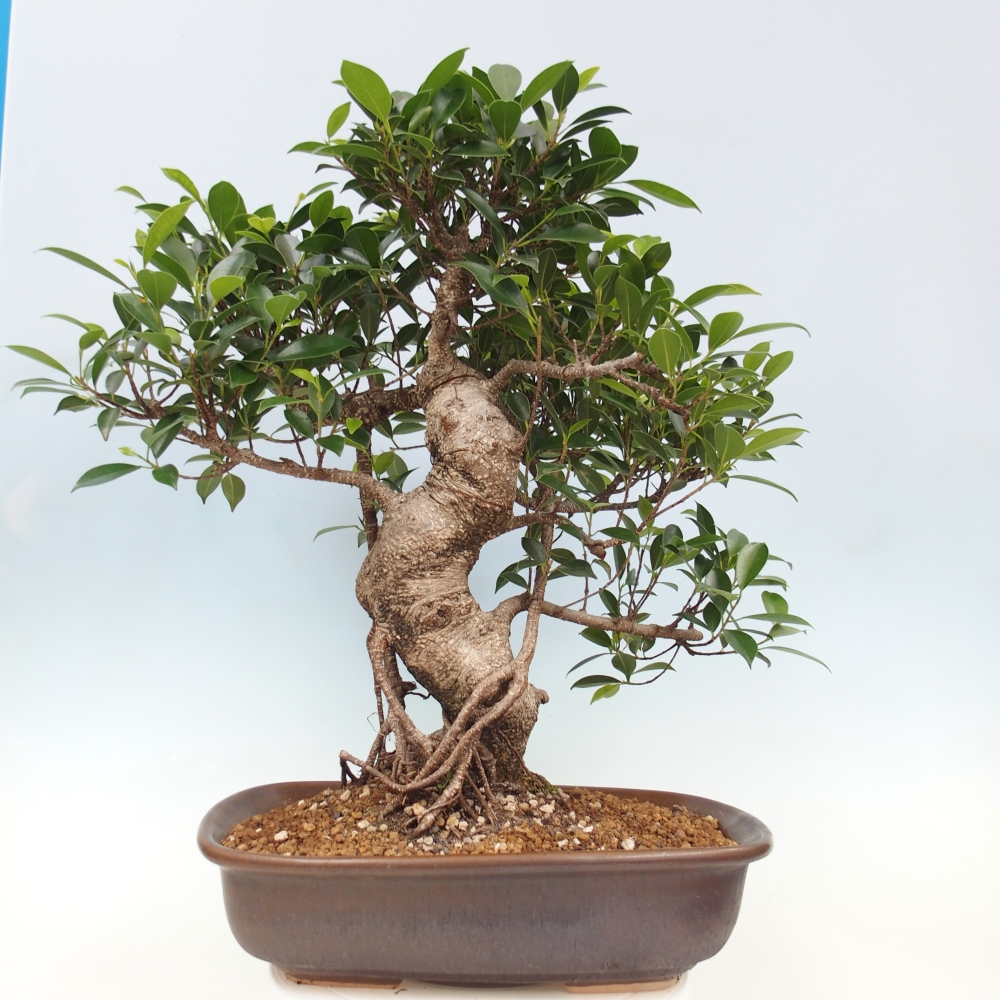 Zimmerbonsai - Ficus kimmen - kleinblättriger Ficus - NUR PERSÖNLICHE ABHOLUNG oder Palettentransport