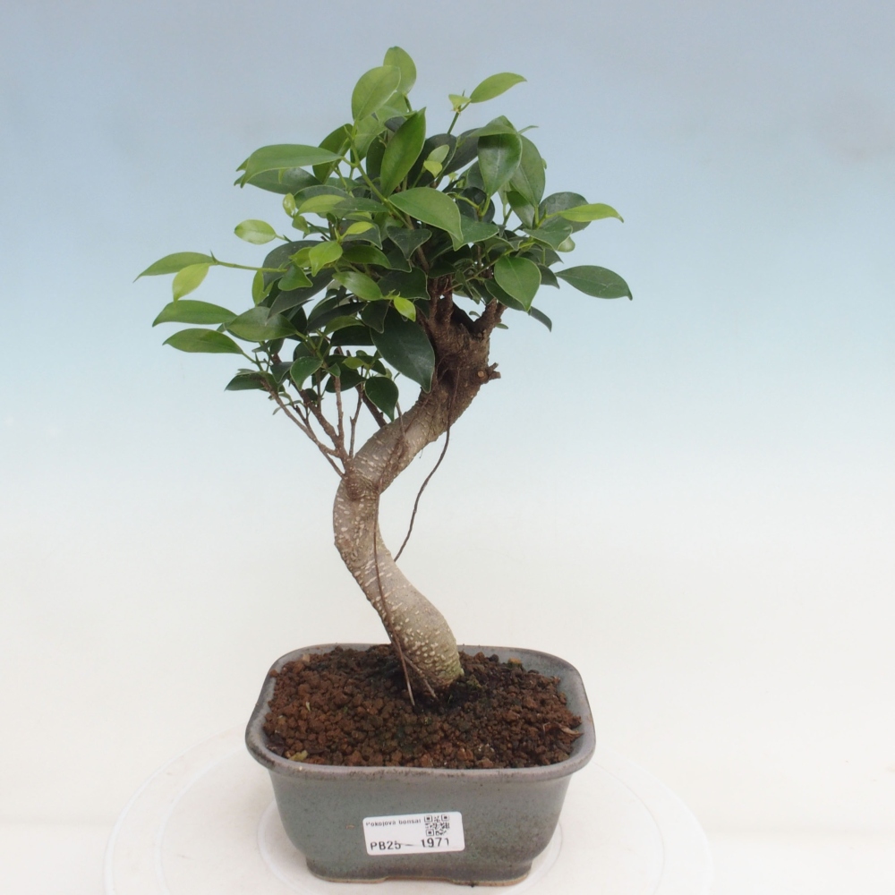 Indoor-Bonsai - Ficus retusa - kleiner Ficus