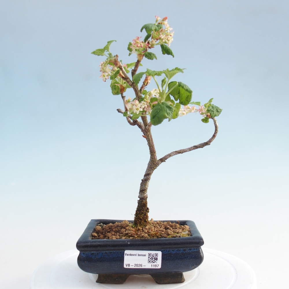 Bonsai im Freien - Blutmeruzalka - Ribes sanguneum