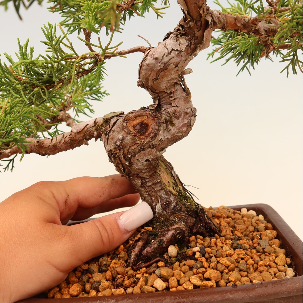 Bonsai für draußen - Juniperus chinensis Itoigawa