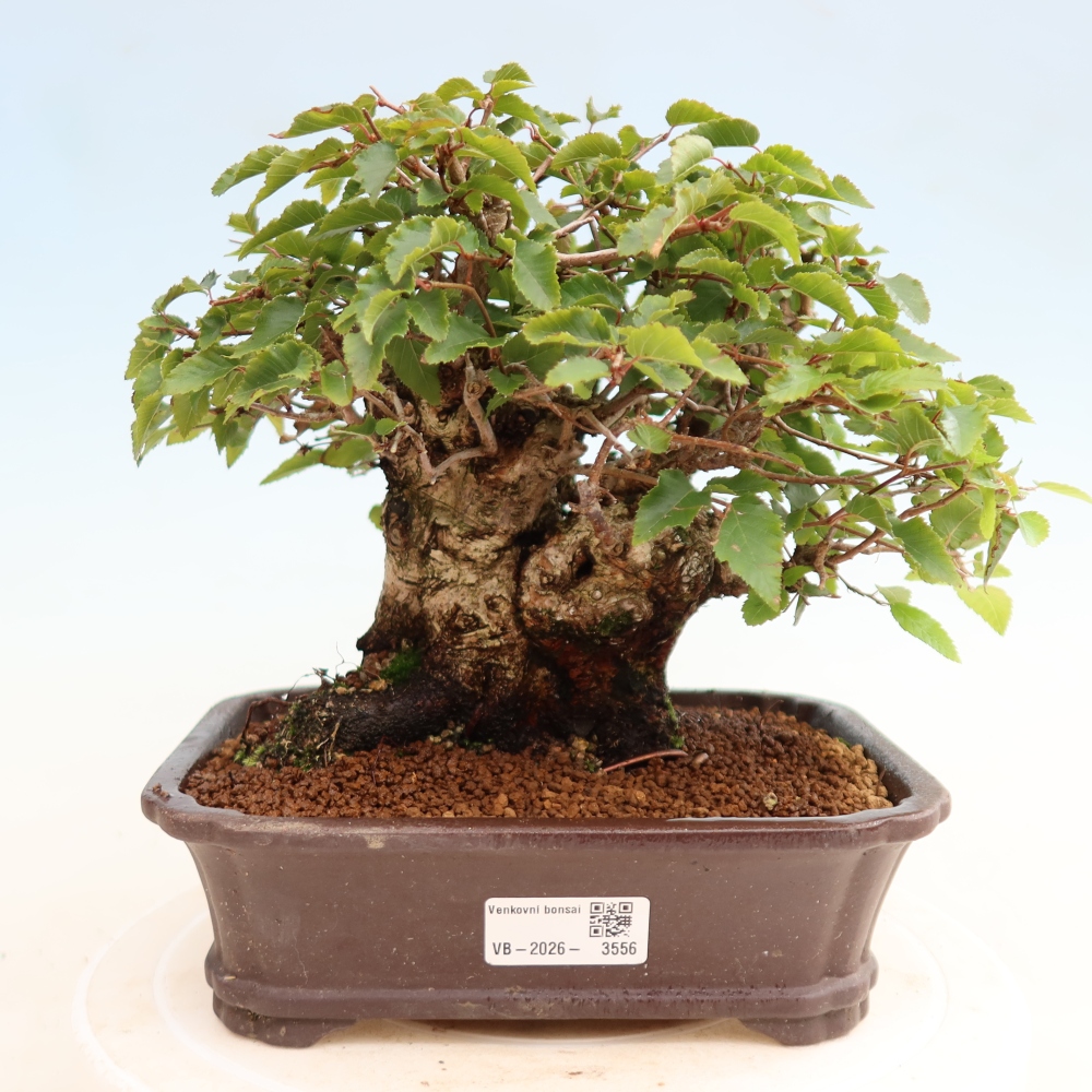 Bonsai für draußen -Carpinus CARPINOIDES - Koreanische Hainbuche