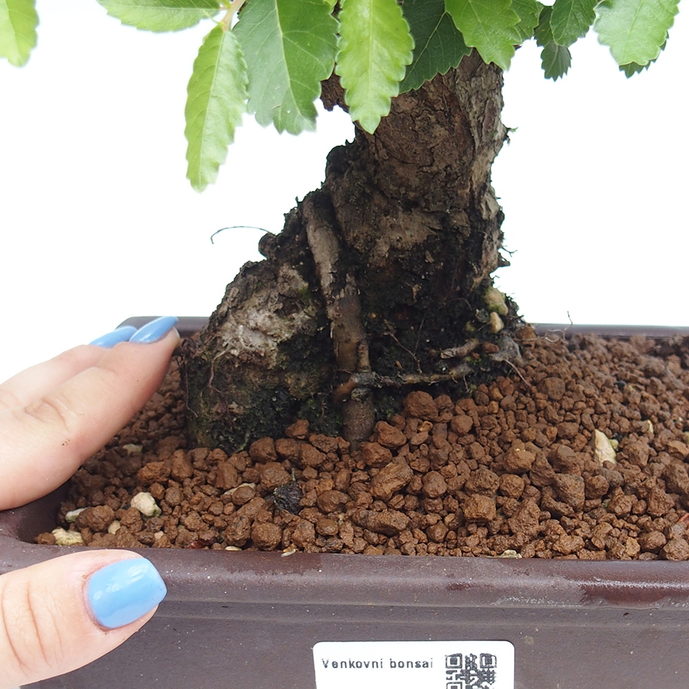 Bonsai im Freien - Zelkova - Zelkova NIRE