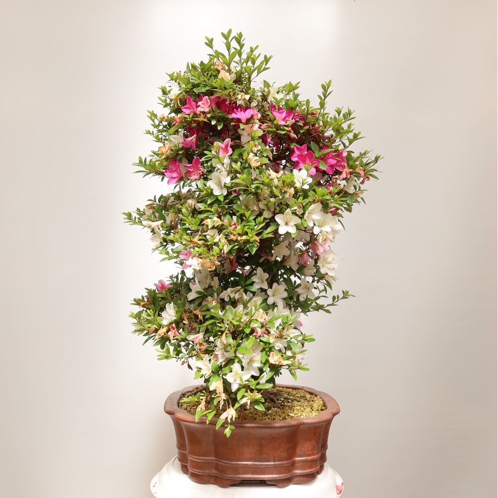 Bonsai für draußen - Japanische Azalee - Azalea Shunen