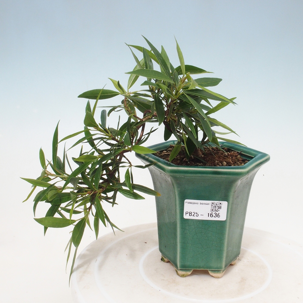 Zimmerbonsai - Ficus nerifolia - kleinblättriger Ficus