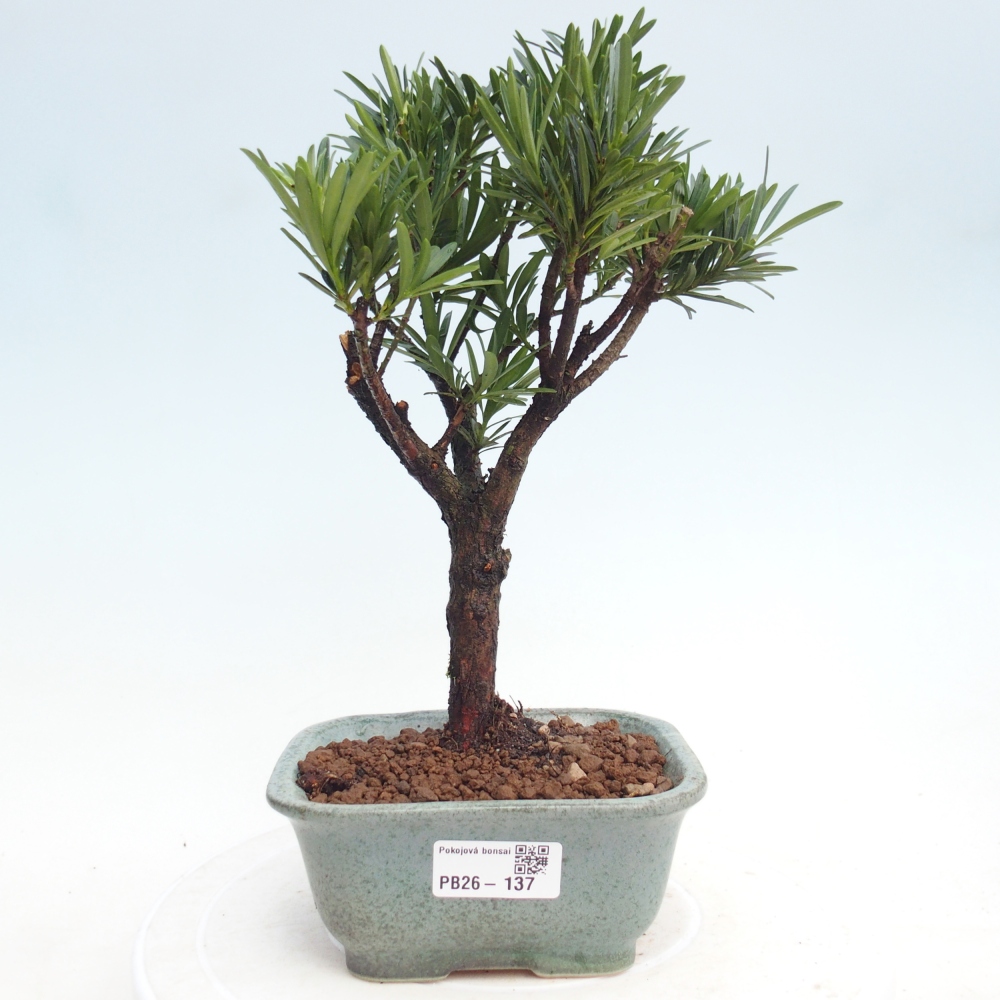 Zimmerbonsai - Podocarpus - Stein-Eibe