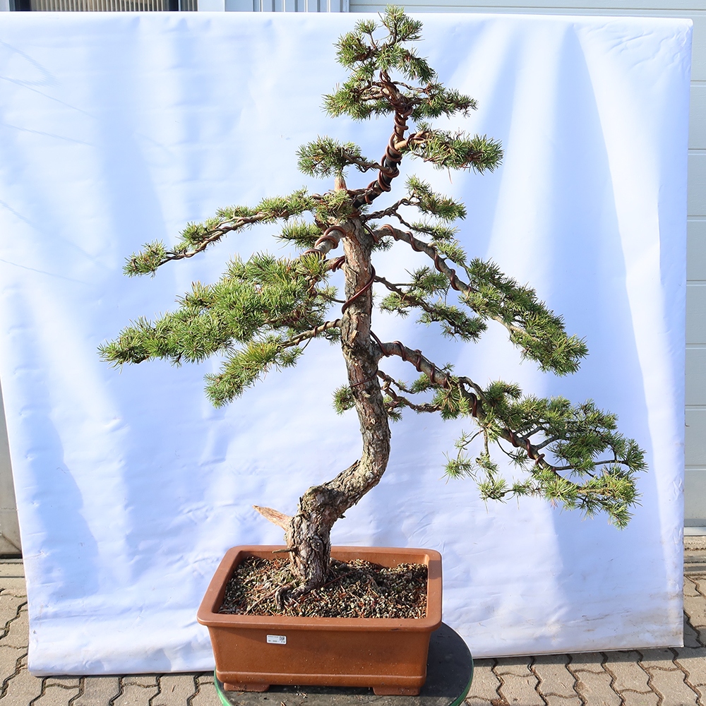 Pinus sylvestris Spanien – Waldkiefer