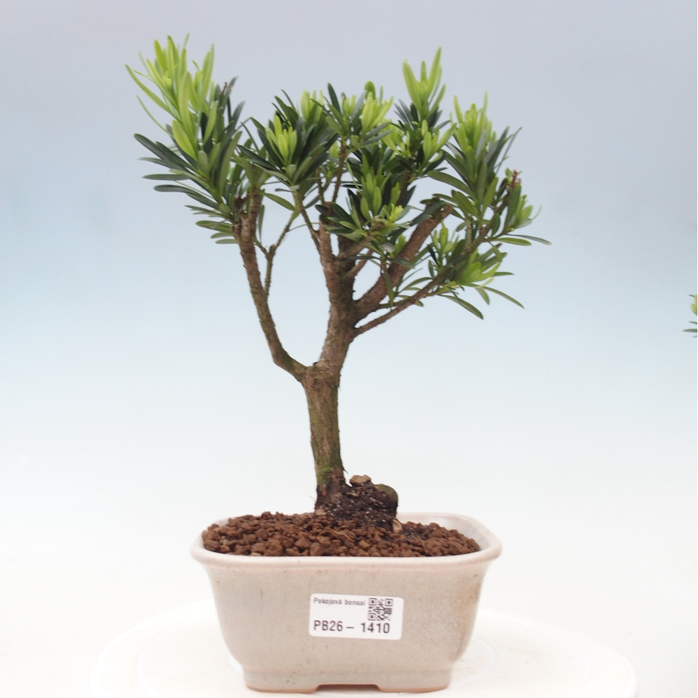 Zimmerbonsai - Podocarpus - Stein-Eibe