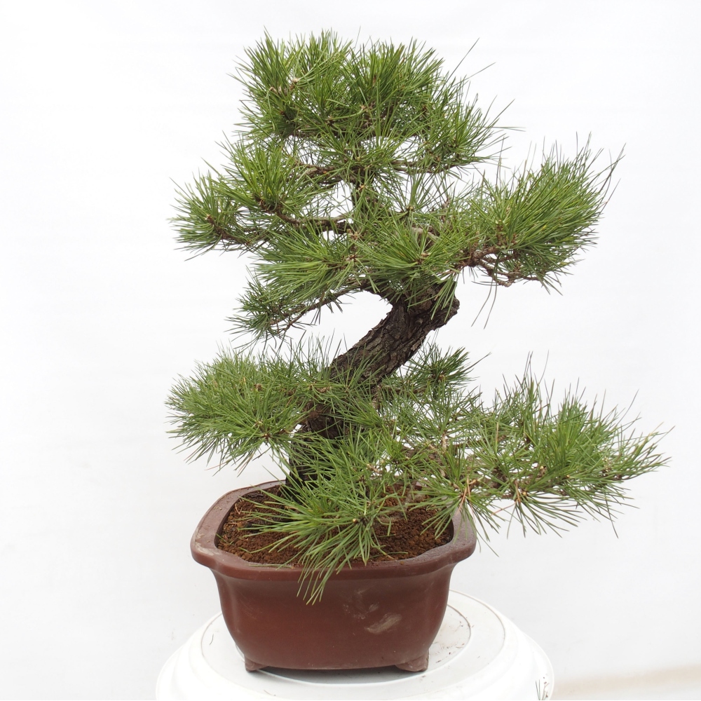 Outdoor-Bonsai - Pinus thunbergii - Thunbergkiefer