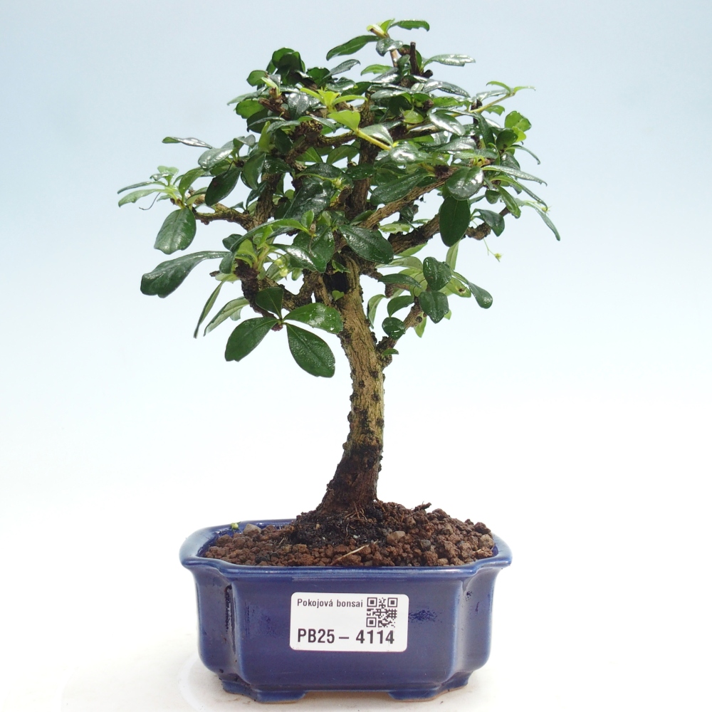 Zimmerbonsai - Carmona Macrophylla - Fuki-Tee