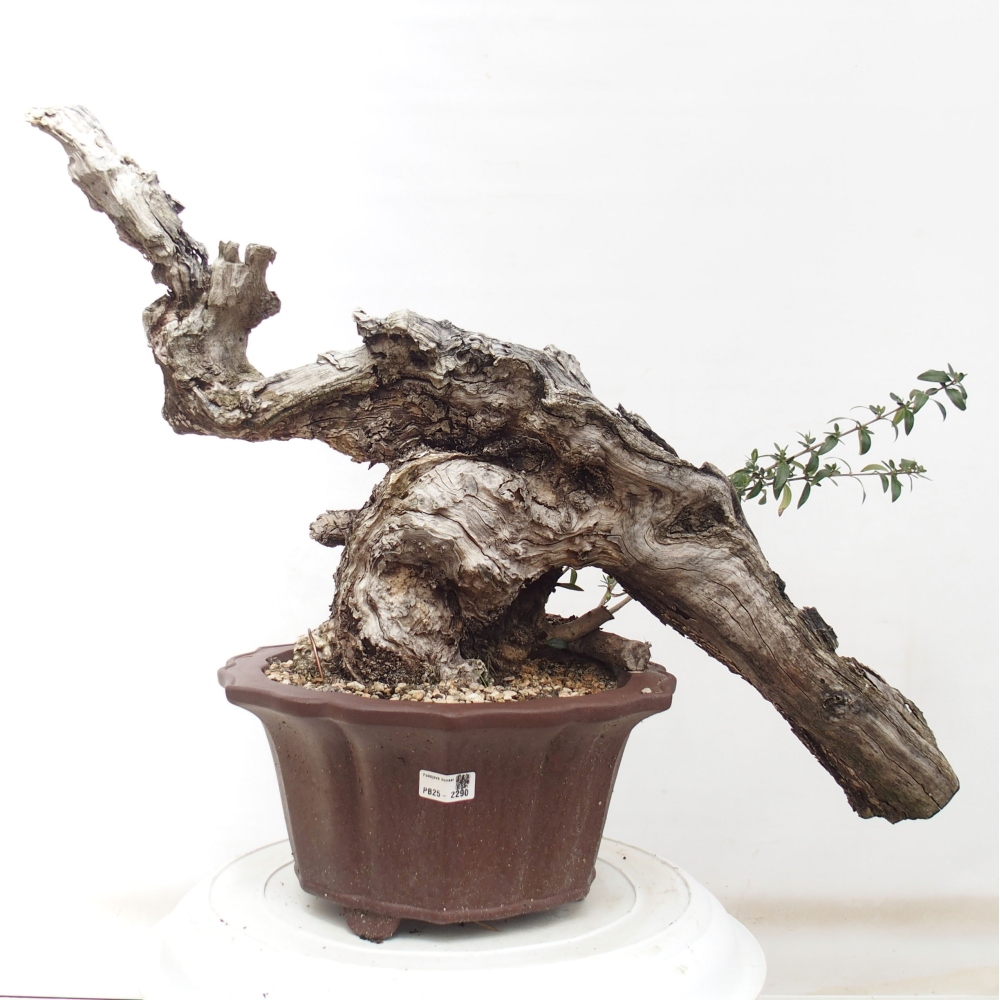 Indoor-Bonsai - Olea europaea sylvestris - Europäisches kleinblättriges Olivenöl