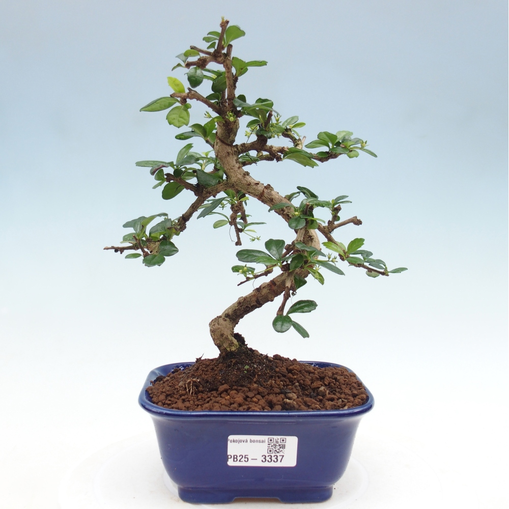 Zimmerbonsai - Carmona Macrophylla - Fuki-Tee
