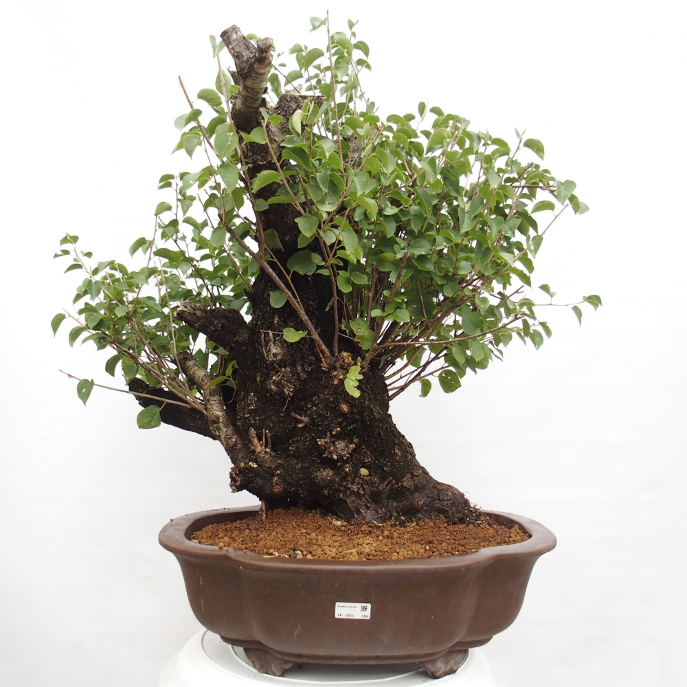 Bonsai im Freien - Mahalebka - Prunus mahaleb