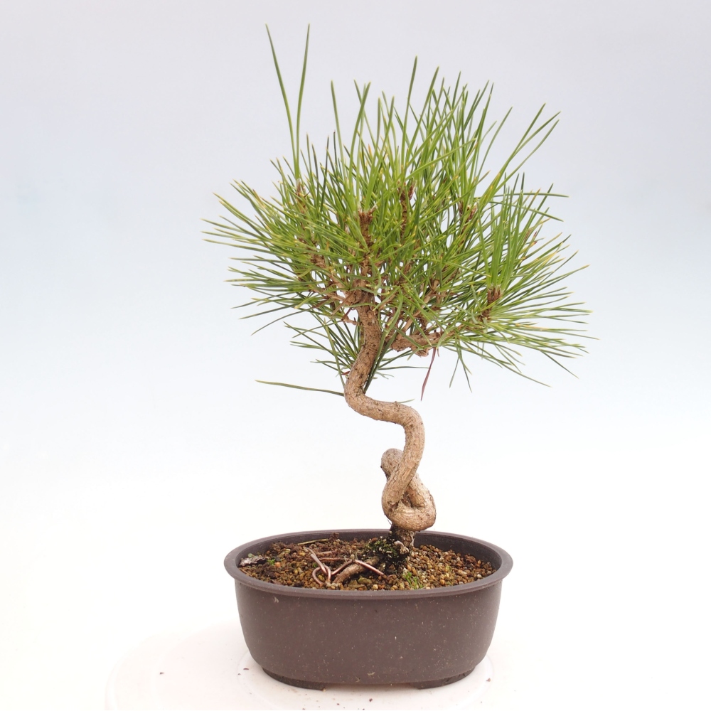 Bonsai im Freien - Pinus thunbergii - Thunbergia-Kiefer