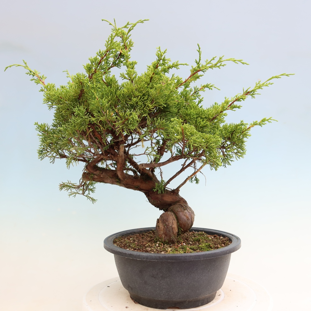 Bonsai für draußen - Juniperus chinensis Itoigawa-Juniperus chinensis