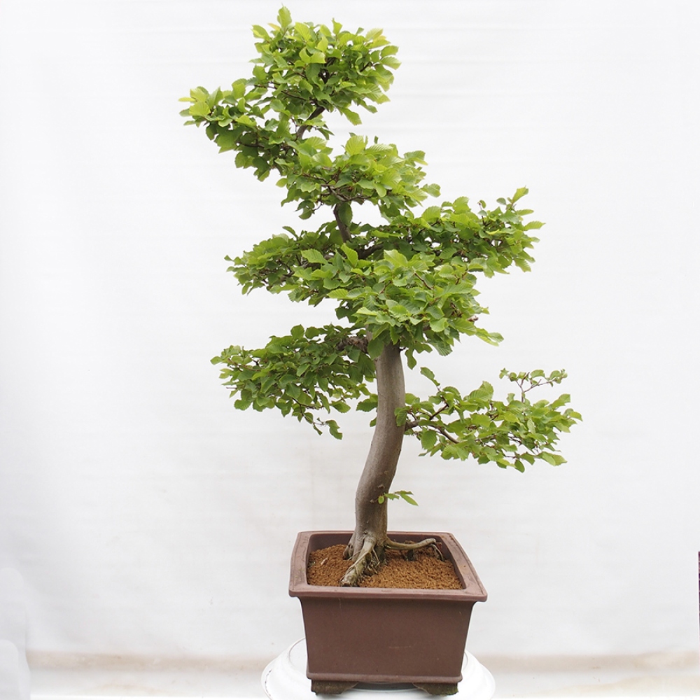 Bonsai im Freien - Hainbuche - Carpinus betulus