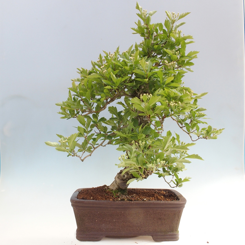 Bonsai im Freien - Weißdorn - Crataegus cuneata