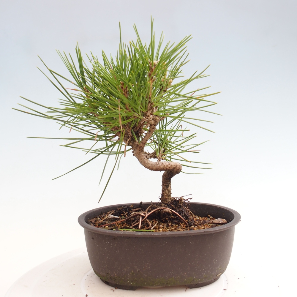 Bonsai im Freien - Pinus thunbergii - Thunbergia-Kiefer
