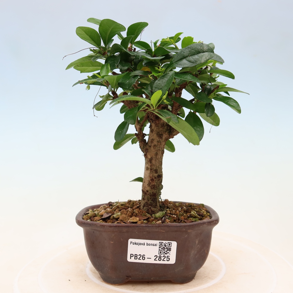 Zimmer-Bonsai - Carmona macrophylla - Tee-Fuki