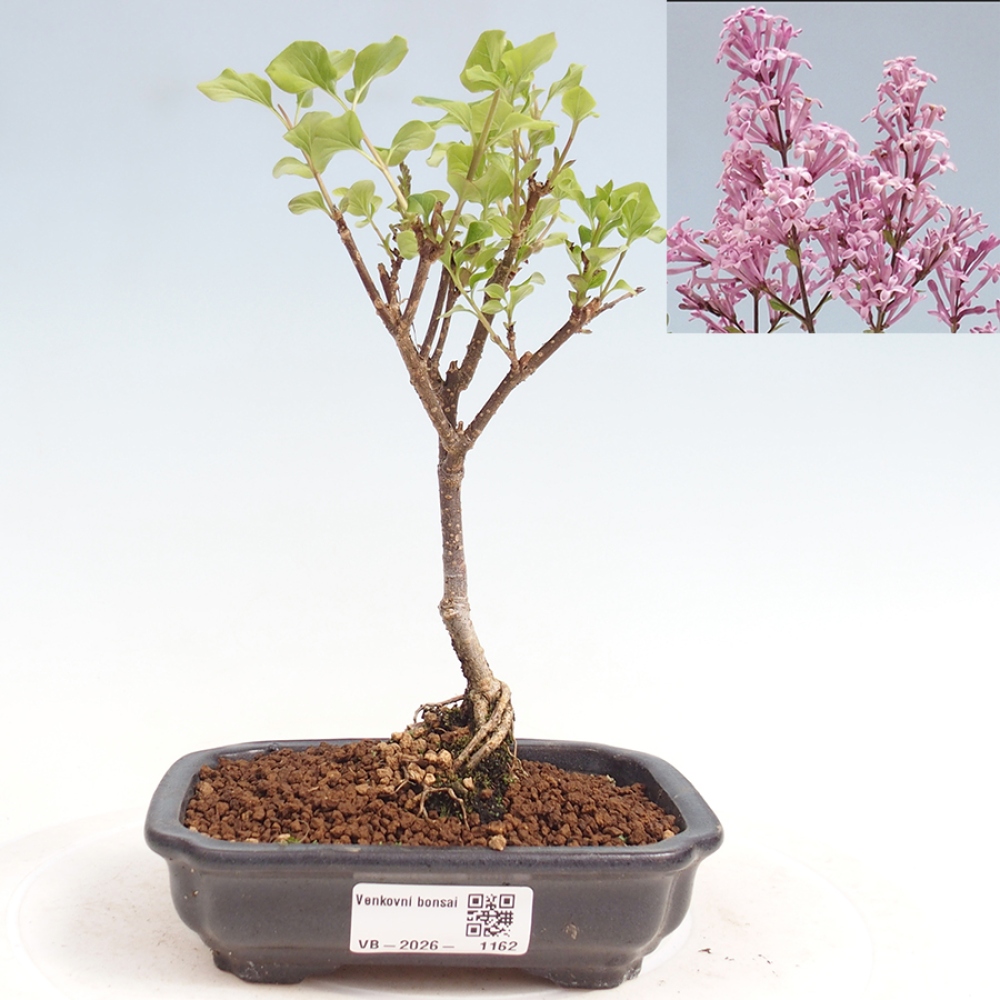Bonsai für draußen - Syringa Meyeri Palibin - Meyer's Flieder