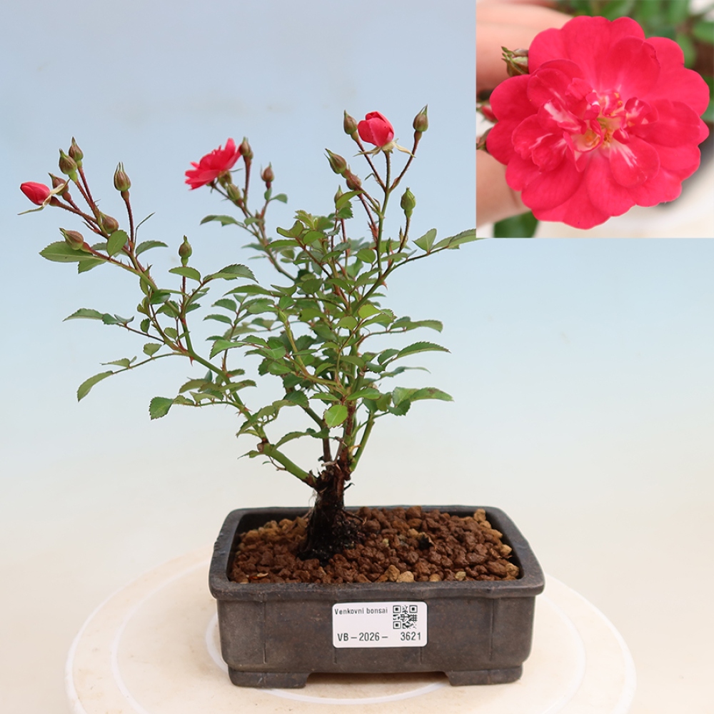 Bonsai für draußen - Rosa Kordes - Rose