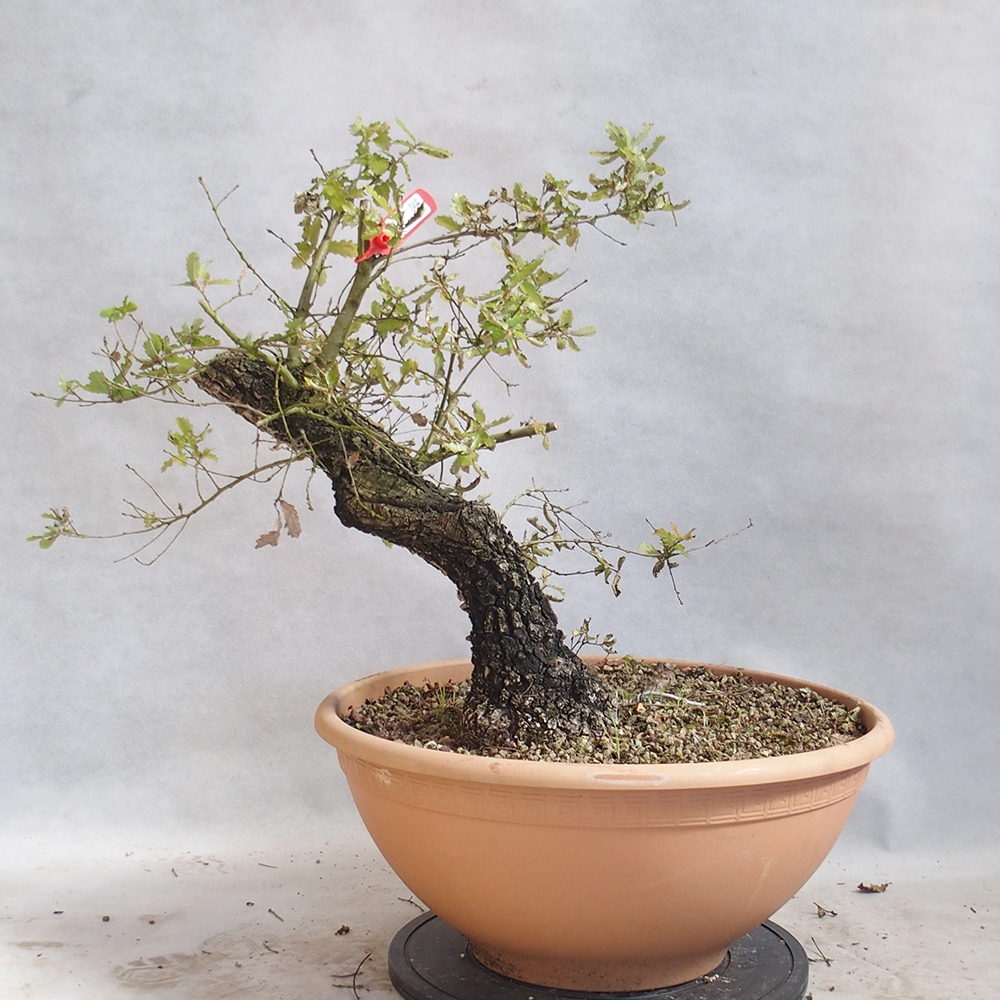 Freilandbonsai Quercus Cerris - Eiche Cer
