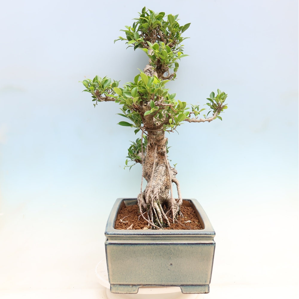 Zimmerbonsai - Ficus kimmen - Kleinblättriger Ficus