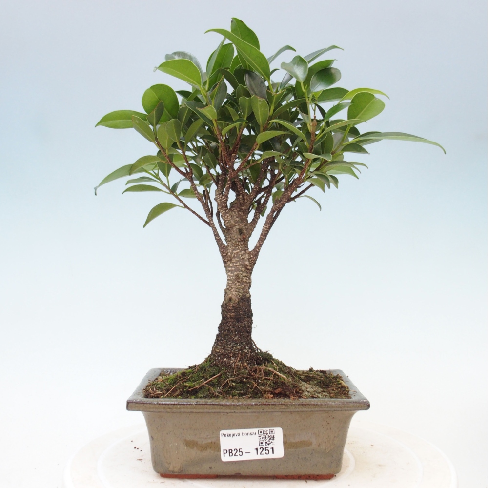 Zimmerbonsai - Ficus retusa - kleinblättriger Ficus
