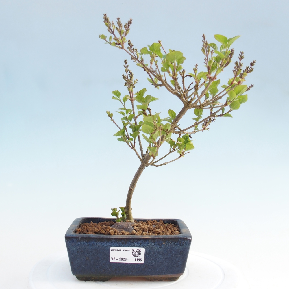 Bonsai für draußen - Syringa Meyeri Palibin - Meyer's Flieder