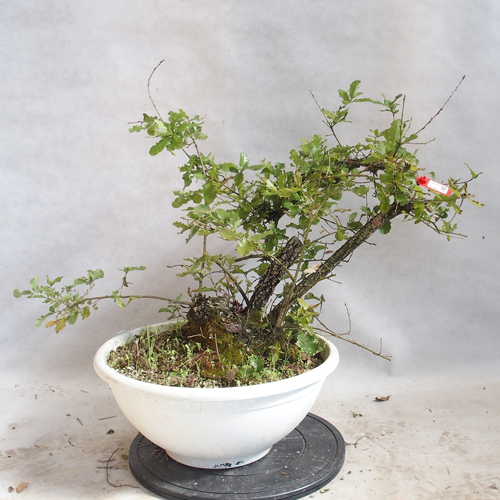 Freilandbonsai Quercus Cerris - Eiche Cer