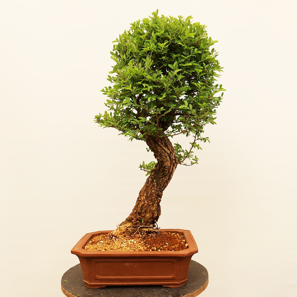 Bonsai im Freien - Zelkova - Zelkova NIRE