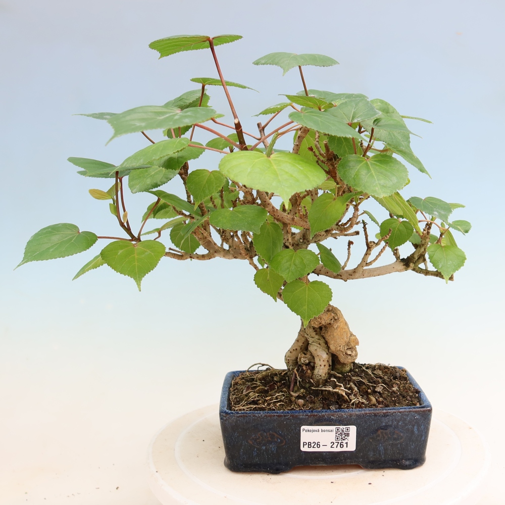 Zimmerbonsai - Hibiscus tiliaceus - Meeres-Hibiskus