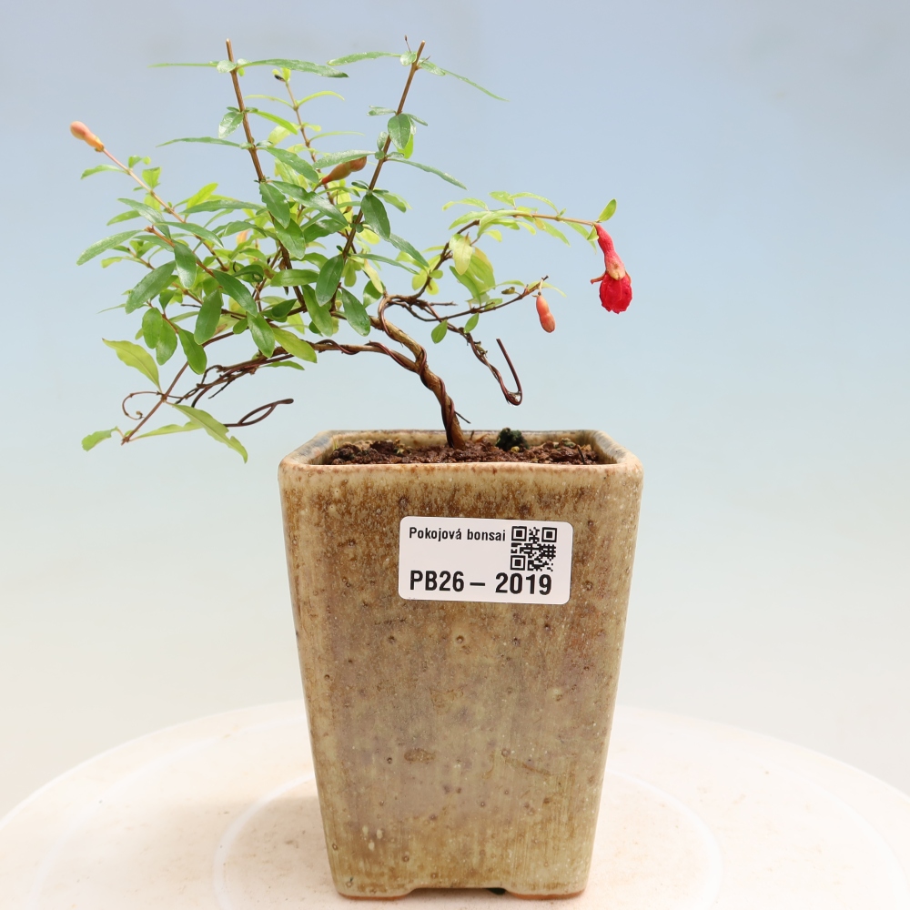 Zimmer-Bonsai-PUNICA granatum nana-Apfel-Granatapfel