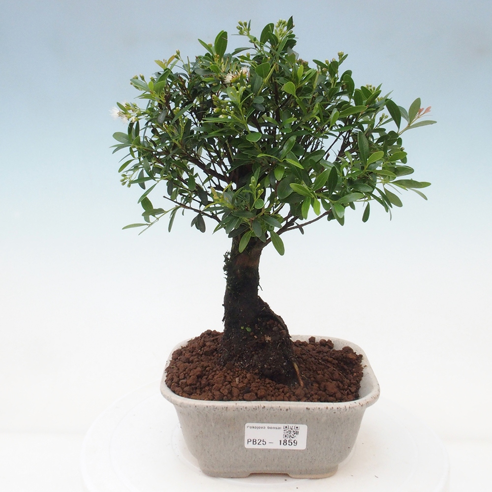 Zimmer Bonsai - Syzygium - Pimentovník
