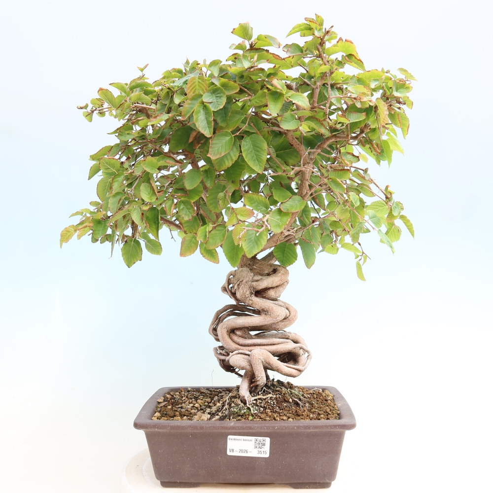 Bonsai für draußen -Carpinus CARPINOIDES - Koreanische Hainbuche
