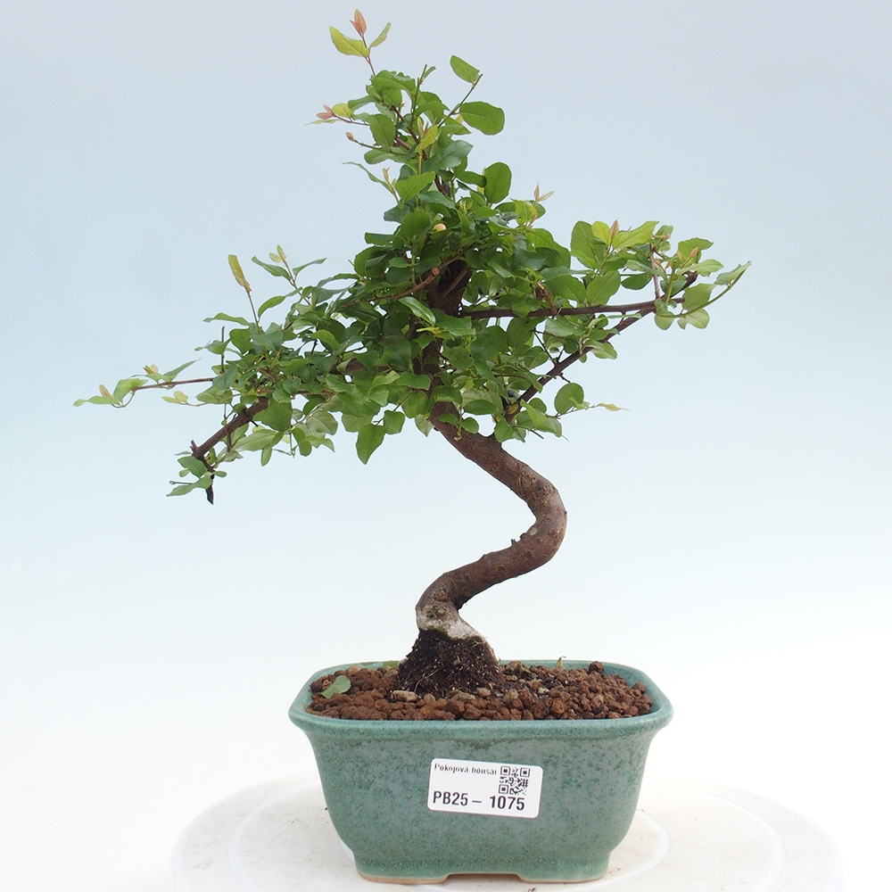 Innenbonsai - Sagerécie Thea - Sagerécie Thea
