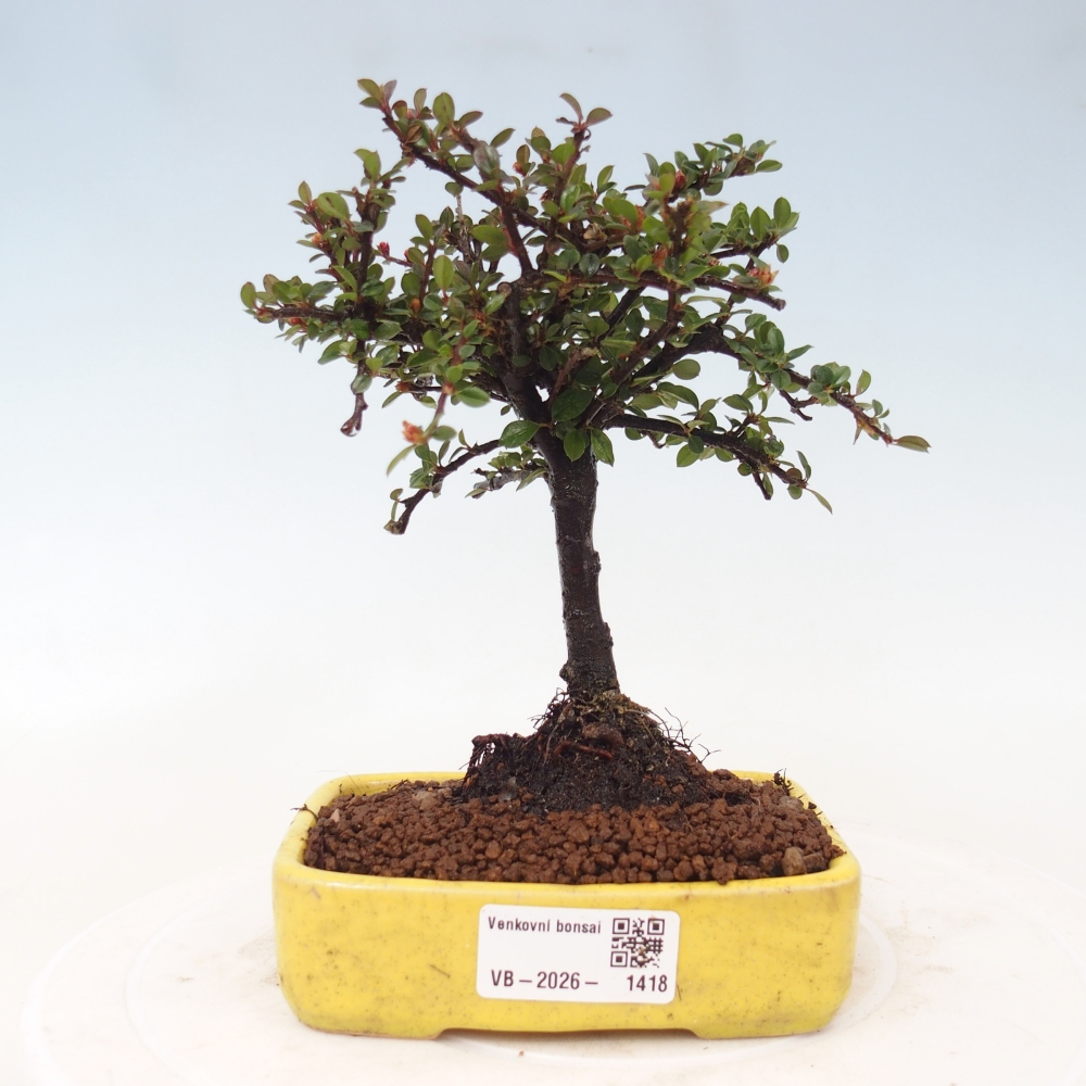 Bonsai im Freien - Cotoneaster horizontalis - Felsenbaum
