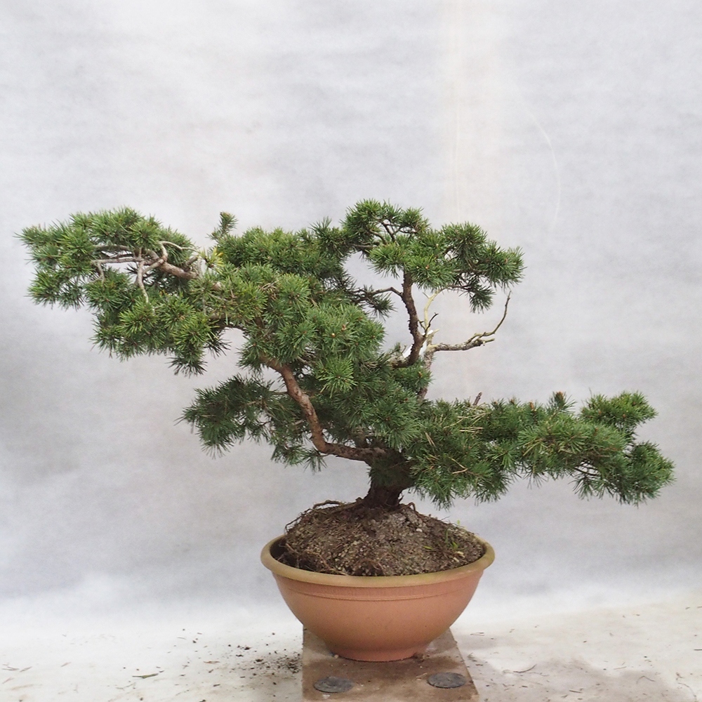 Yamadori - Pinus sylvestris 