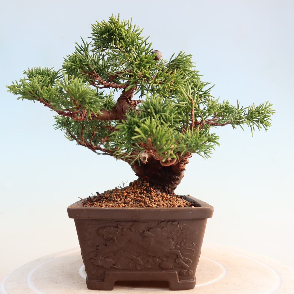 Outdoor bonsai - Juniperus chinensis Itoigawa - Chinese juniper