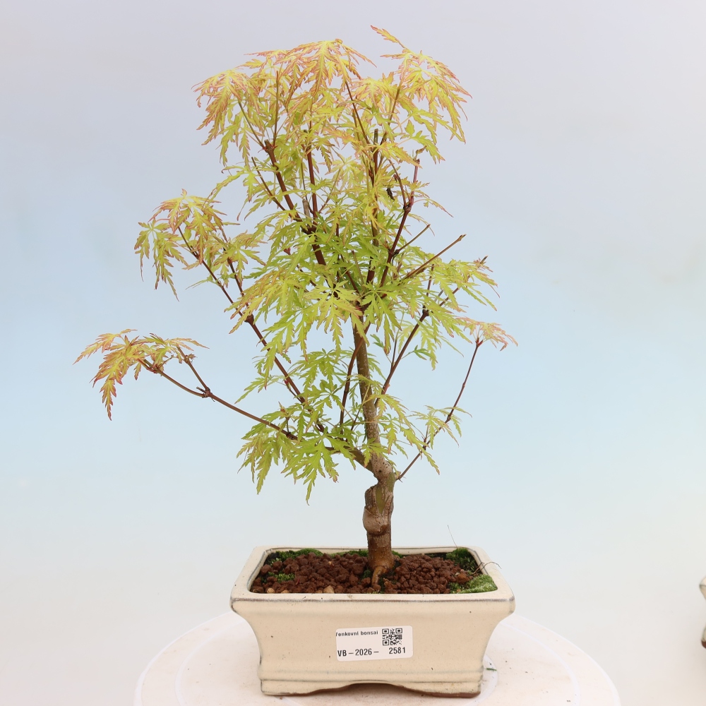 Bonsai für draußen - Acer palmatum Dissectum