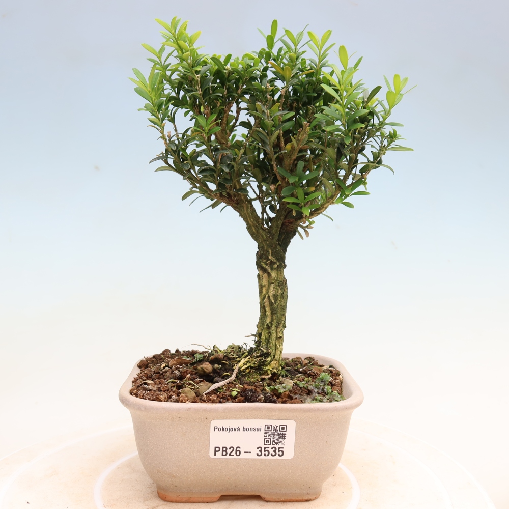 Zimmer Bonsai - Buxus harlandii - Korkbuxus