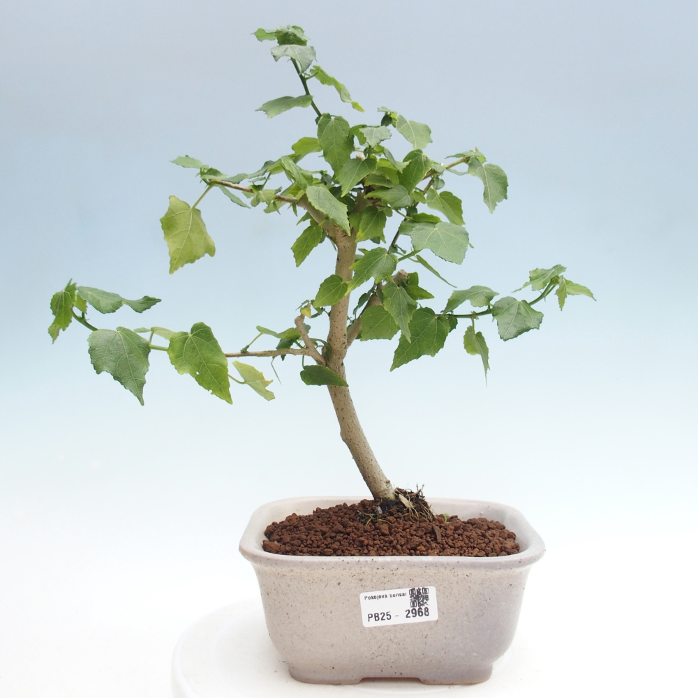 Zimmerbonsai - Malvaviscus arboreus - holziger Hibiskus