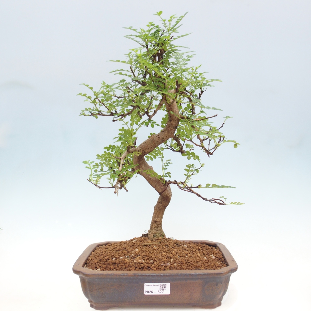 Zimmer Bonsai - Zantoxylum piperitum - Pfefferbaum